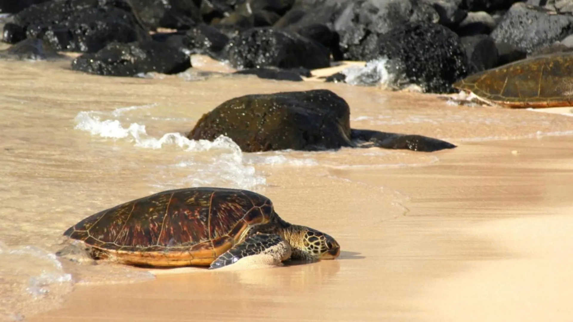 Kahana Maui Sands Seaside 713 ארצות הברית
