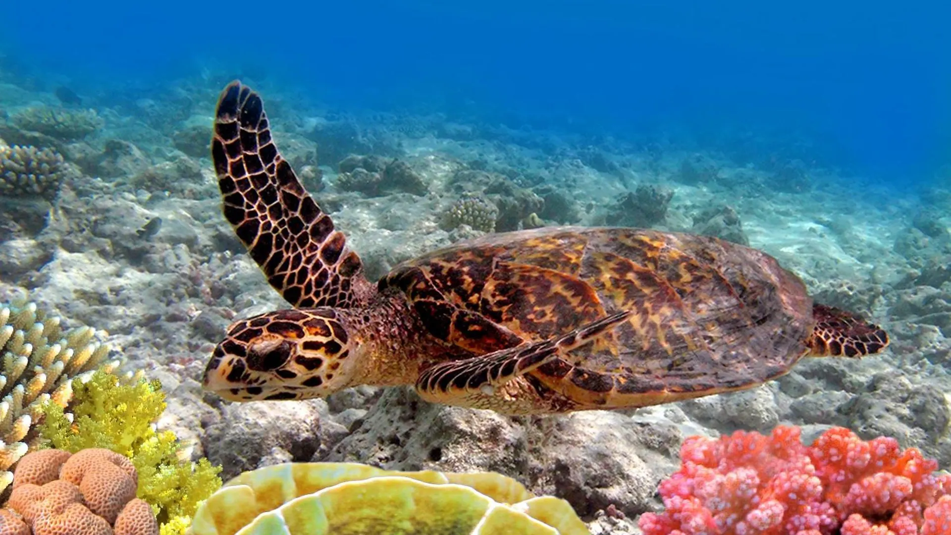 Kahana Maui Sands Seaside 713 בית נופש